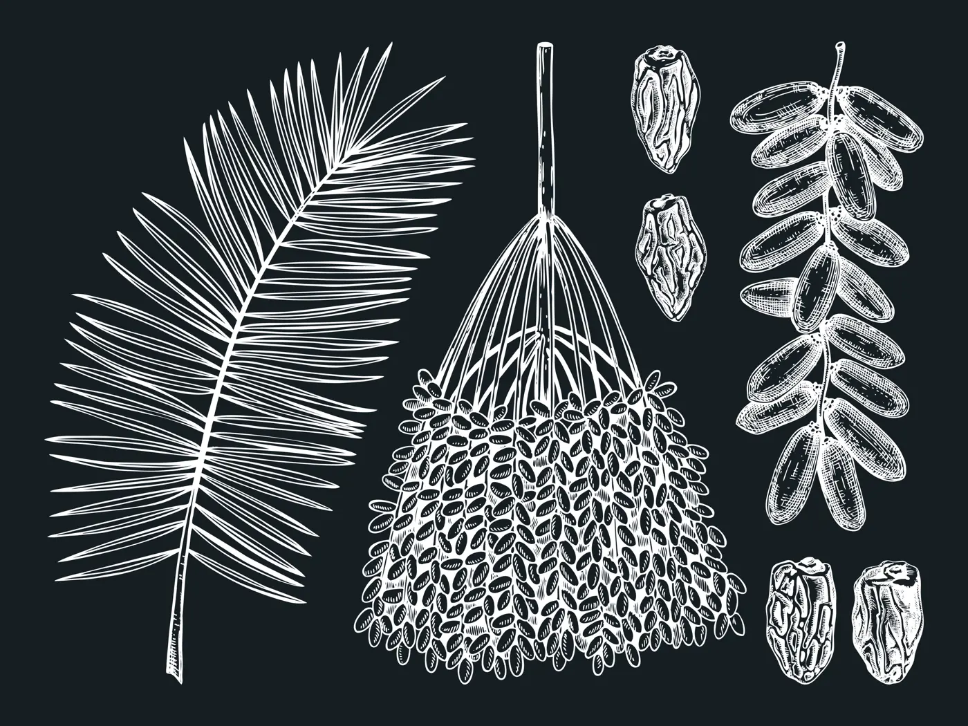 Hand-sketched date illustrations on chalkboard. Hand drawn leaves, fresh and dried fruits, branch, palm sketches set. Vintage dehydrated date fruits in engraved style. Delicious healthy food dessert.  Illustration